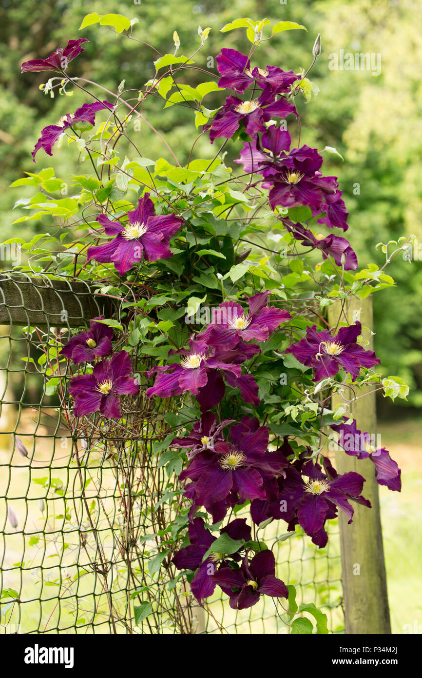 Hybrid Clematis Warsaw Nike growing in a garden in Lancashire North West  England UK GB Stock Photo - Alamy
