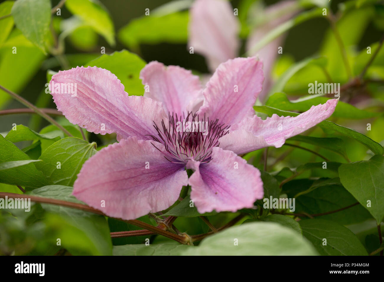 Hagley hybrid hires stock photography and images Alamy