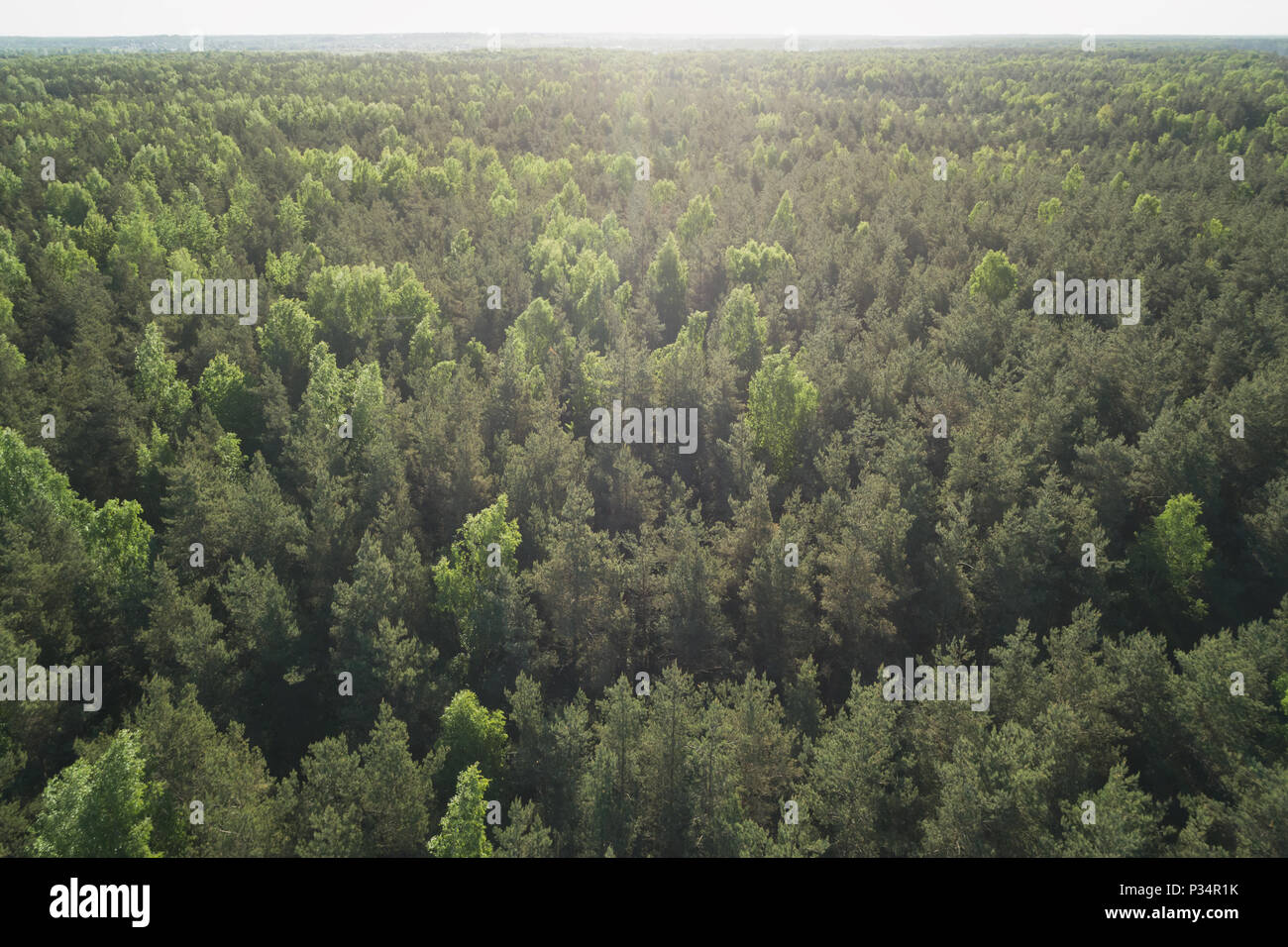 aerial view of mixed forest on a sunny summer day, high view Stock ...