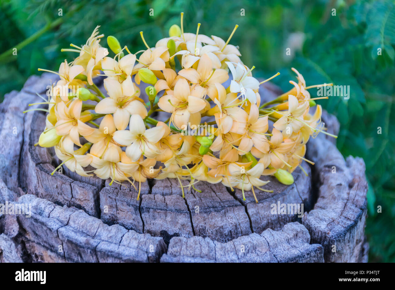 Soft blurred and soft focus of Fagraea fragrans, Loganiaceae, flower, on the old stump wooden. Stock Photo