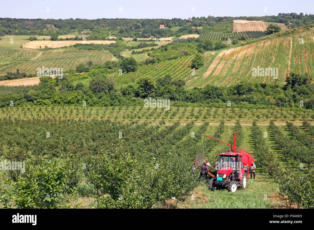 Cherry picker fruit hires stock photography and images Alamy