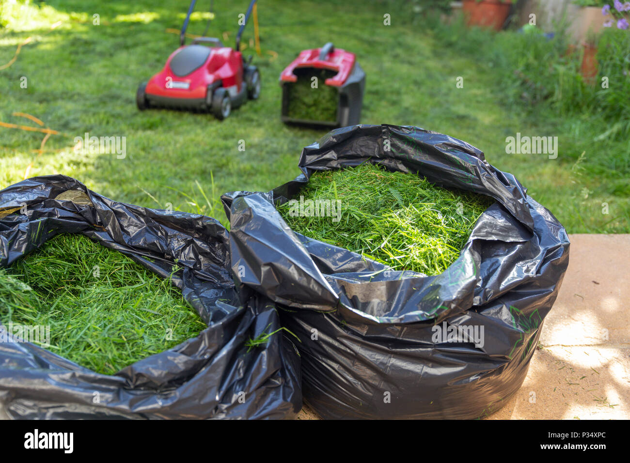 Mowing a household garden lawn with black bag of freshly cut grass clippings waste Stock Photo