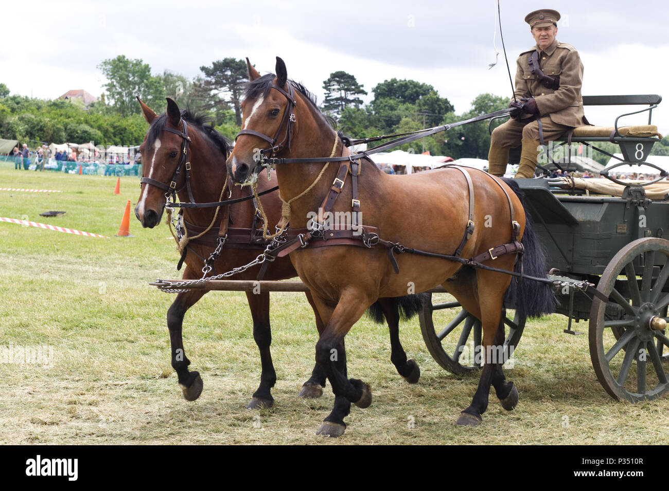 Animals world war 1 hi-res stock photography and images - Alamy