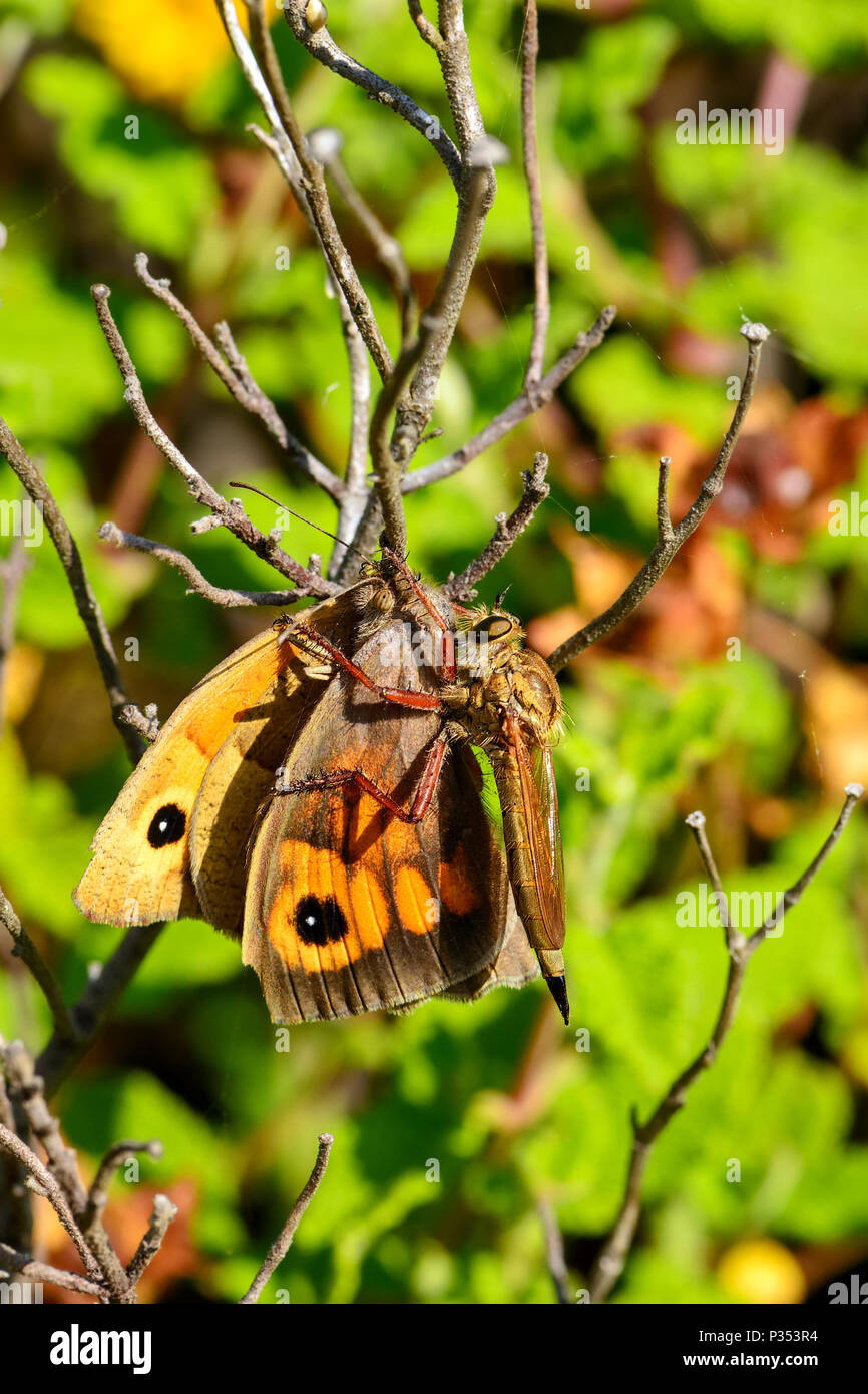 The Asylids are the family of robbers, also called murderers. Image of a thief fly killing and eating a butterfly. Stock Photo