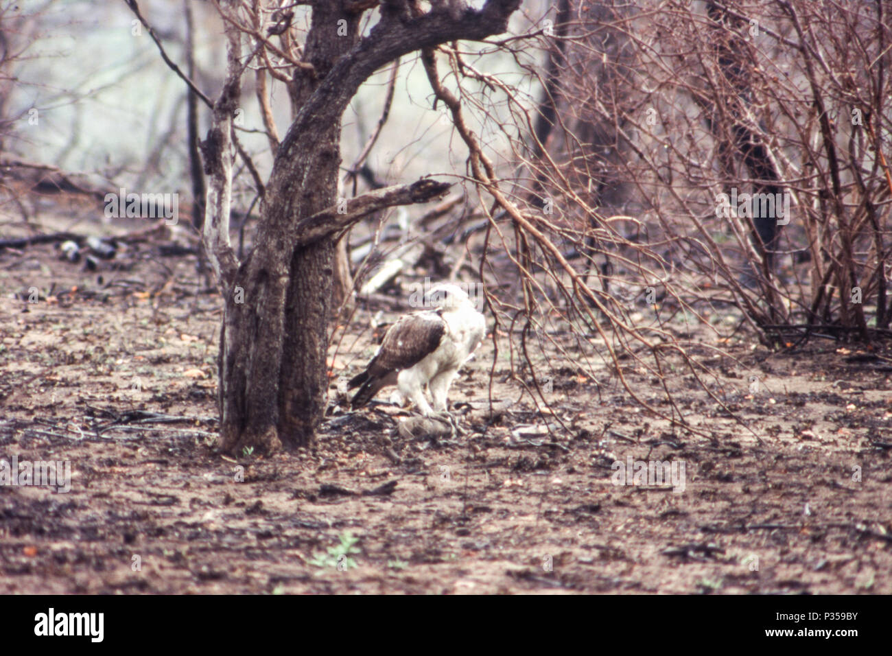 Martial Eagle (Polemaetus bellicosus), Kruger National Park, Mpumalanga, South Africa Stock Photo