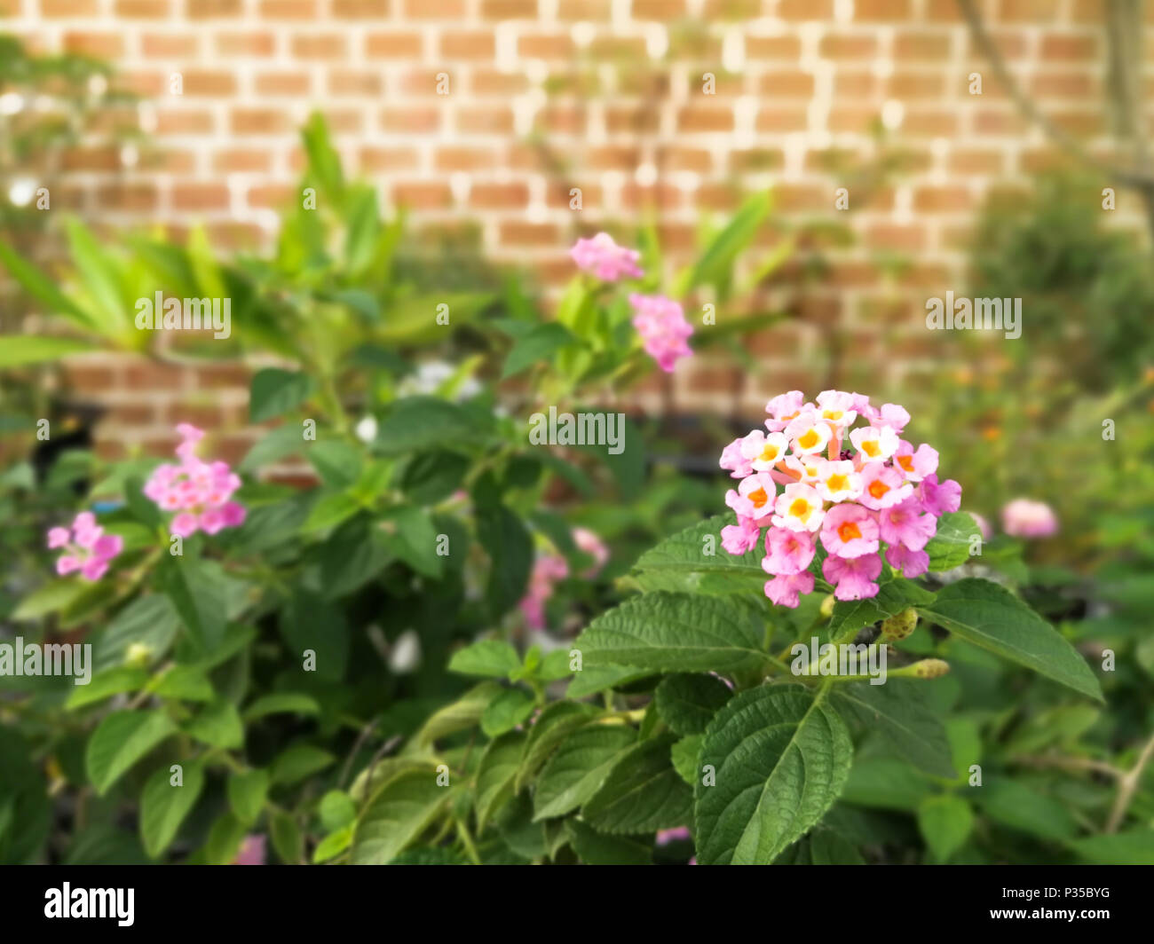 Pink flowers in the garden at evening (Lantana camara L.) on brick background with vision blur Stock Photo