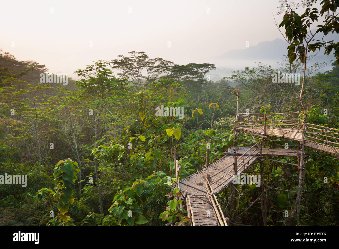 Bamboo walkway in the jungles of central Java, Indonesia Stock Photo