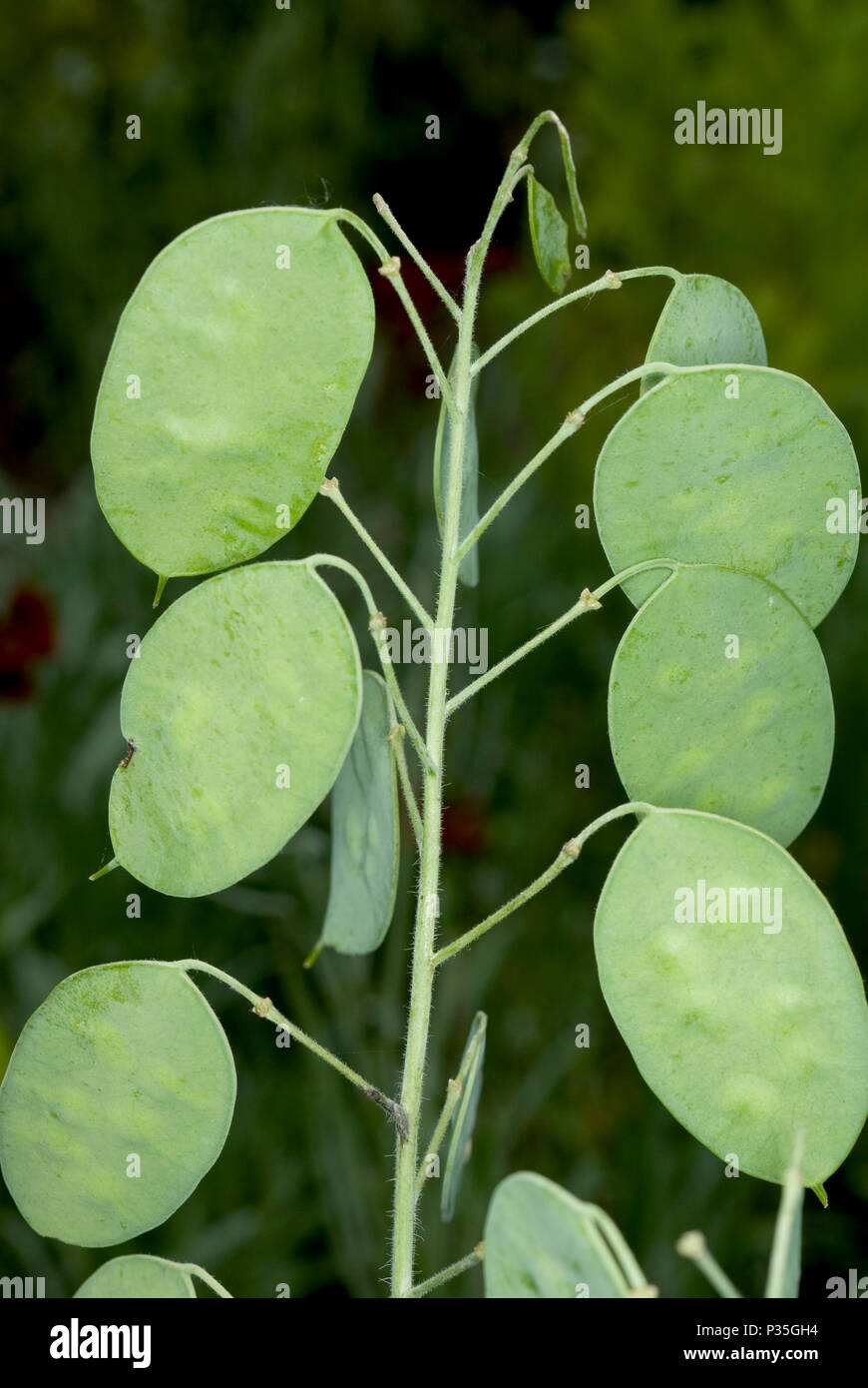 Honesty plant hires stock photography and images Alamy
