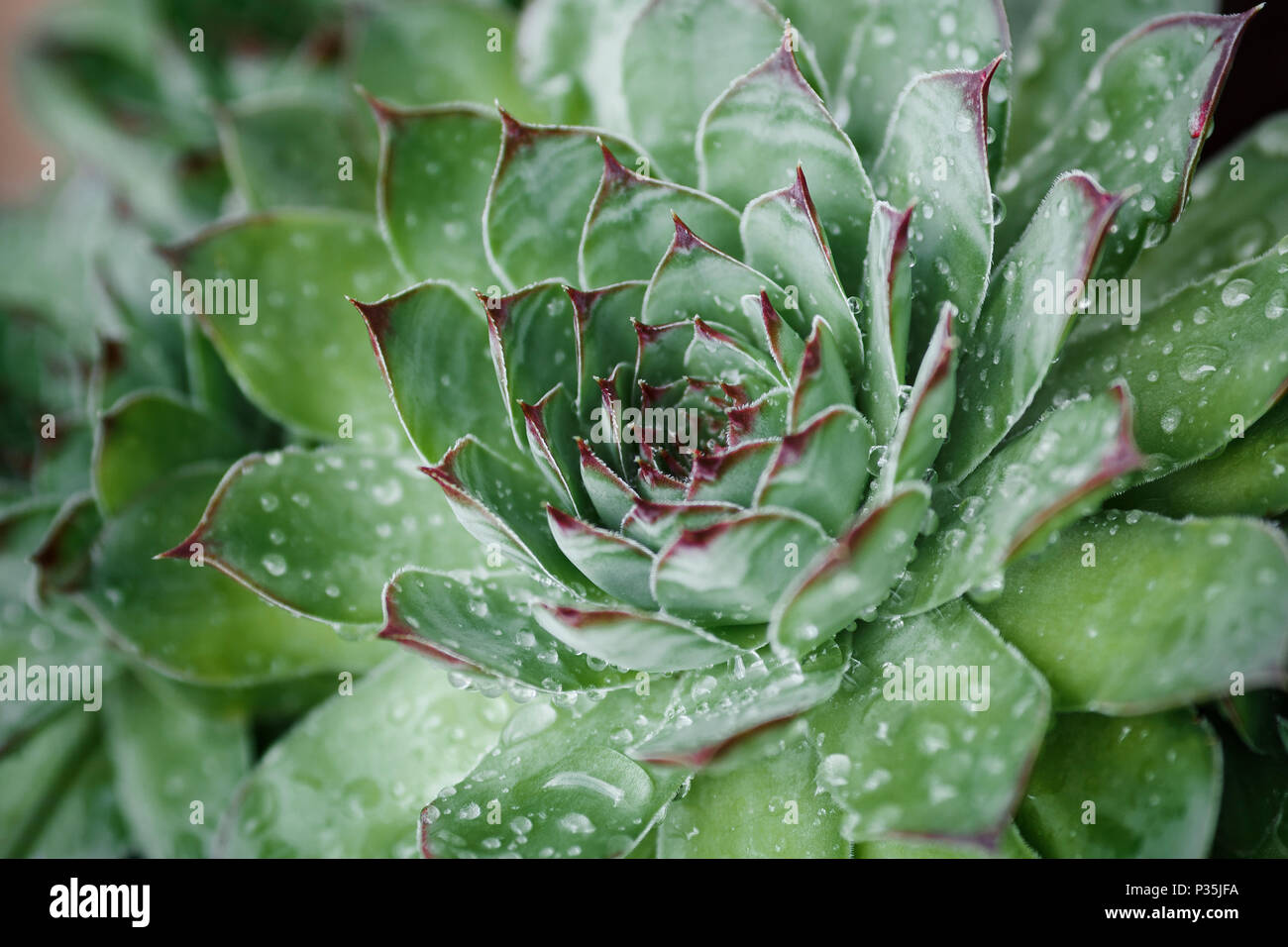 Houseleek, close-up of green pointed leaves covered with morning dew Stock Photo