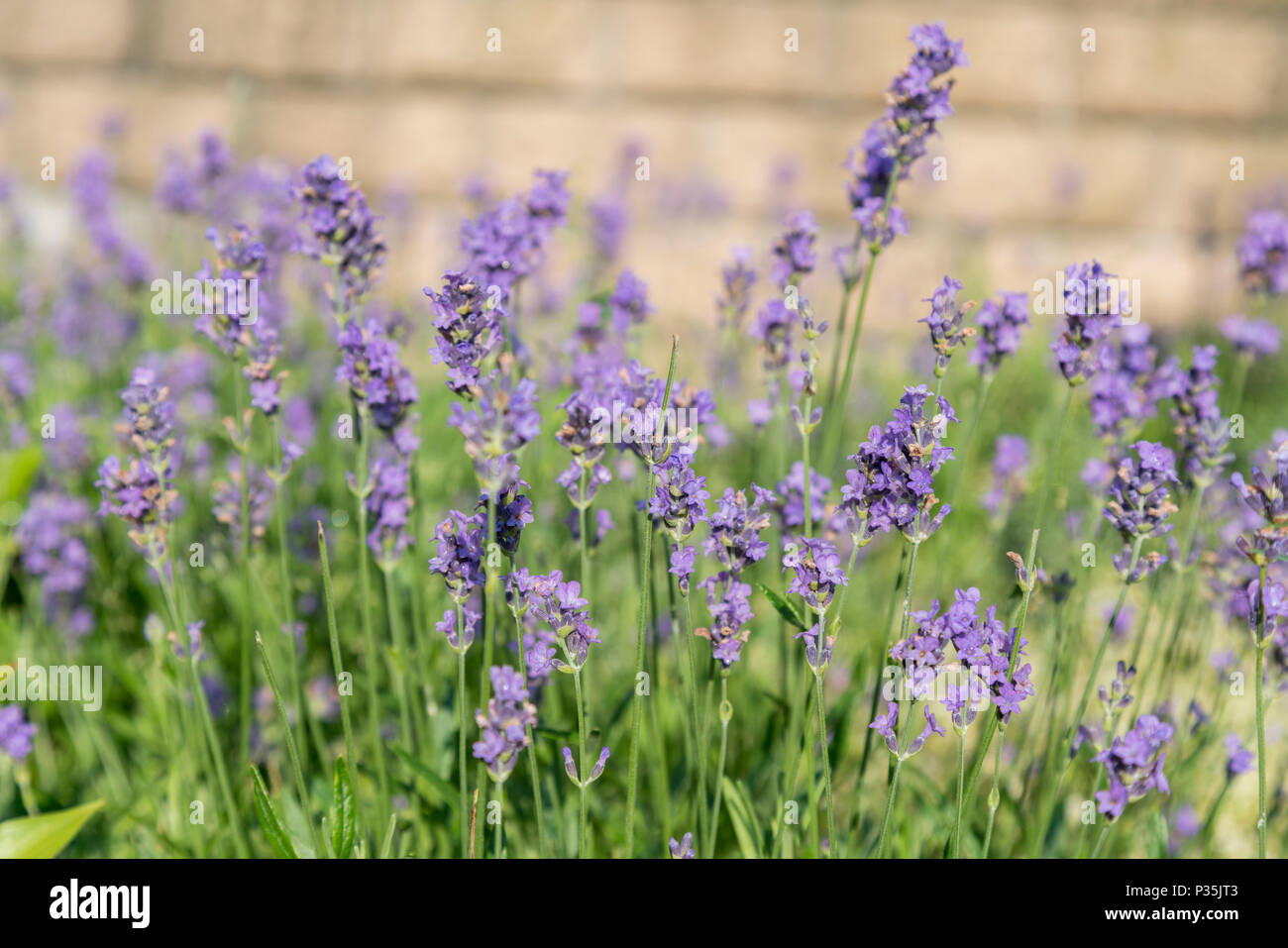 Lavender flowers at sunlight in a soft focus, pastel colors and blur ...