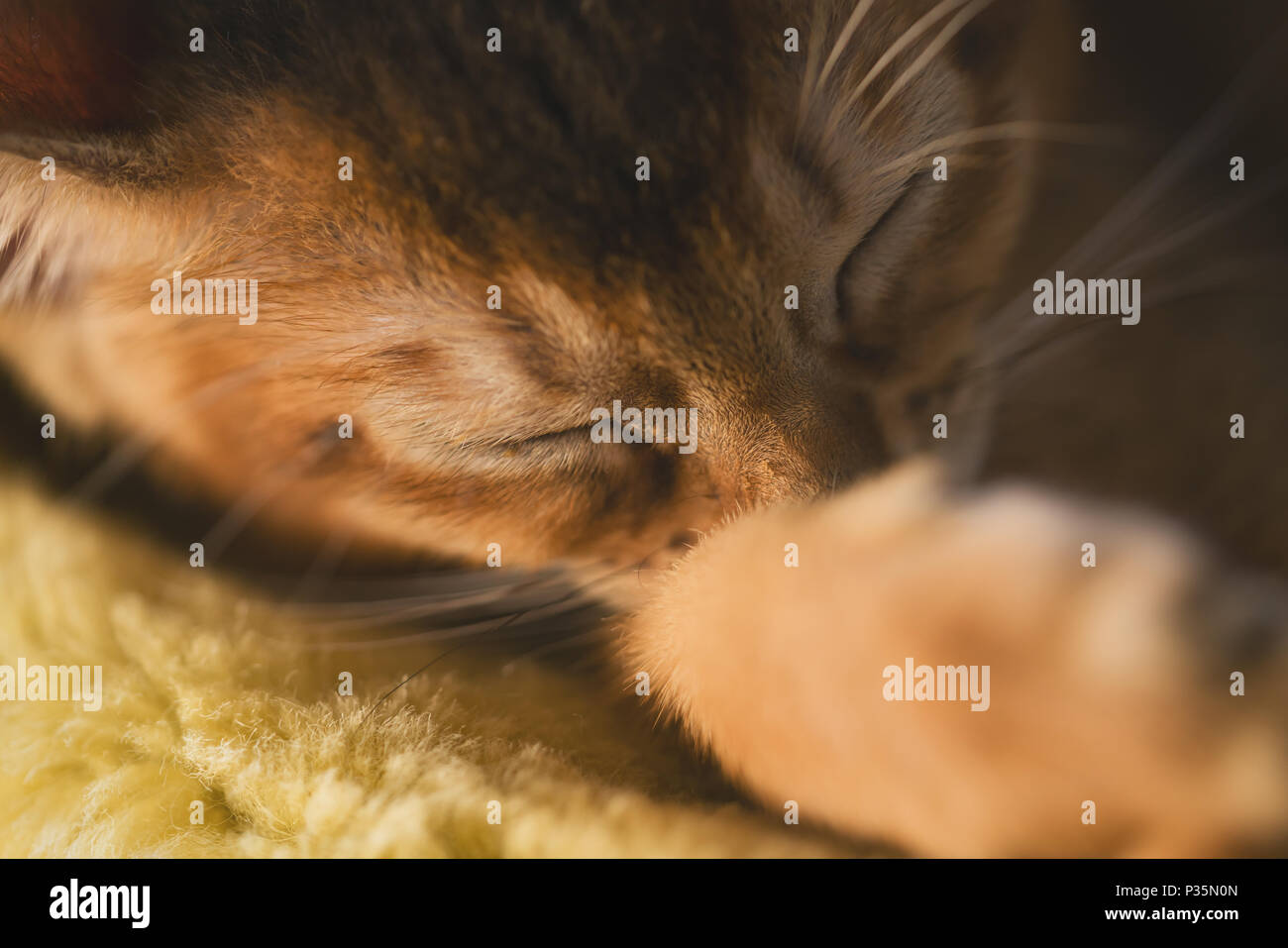 cute abyssinian kitten sleeping on couch, shallow focus Stock Photo