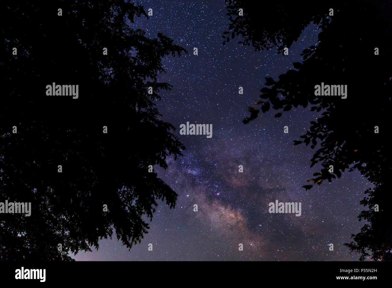 Silhouette of tree branches against the background of the milky way ...