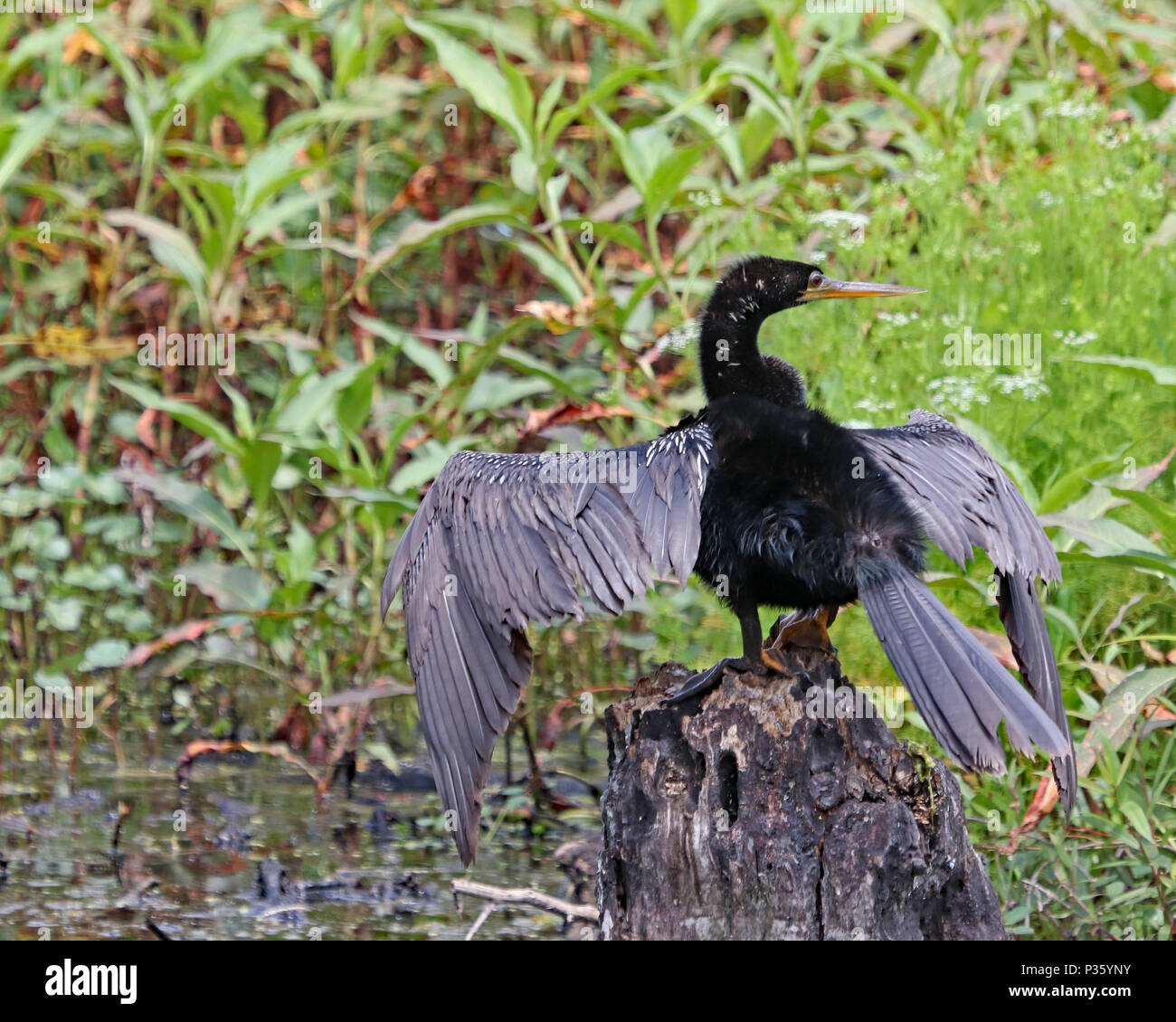 Anhingas, also called darter, snake bird, turkey bird, and American darter are a common sight along most any fresh water in Florida Stock Photo