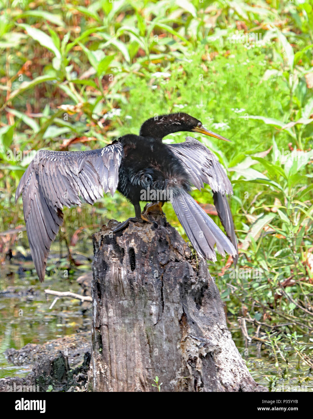 American darter (Anhing anhinga) drying it's wings from a tree stump along the river Stock Photo