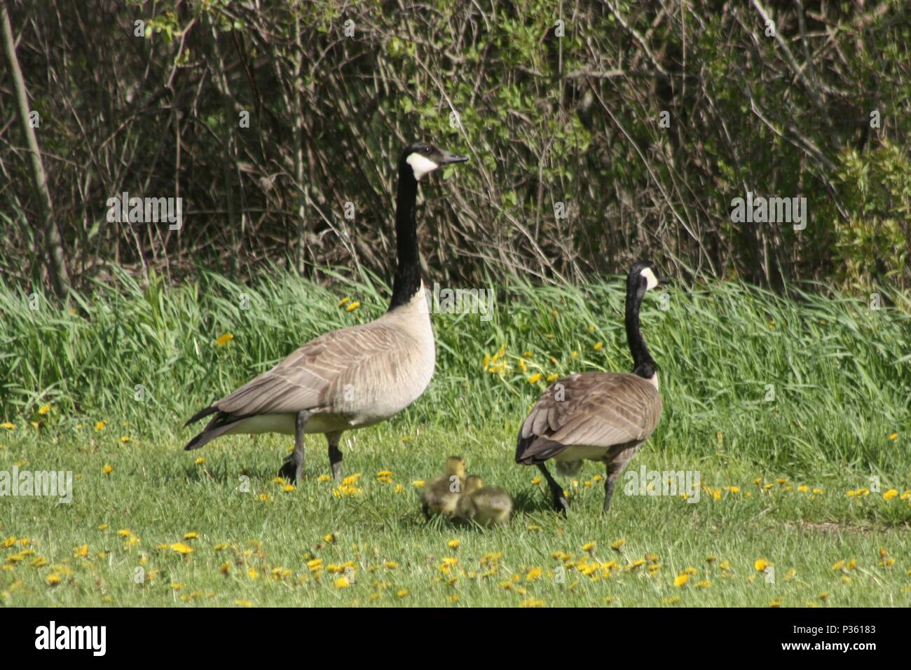 Geese and Goslings Stock Photo Alamy