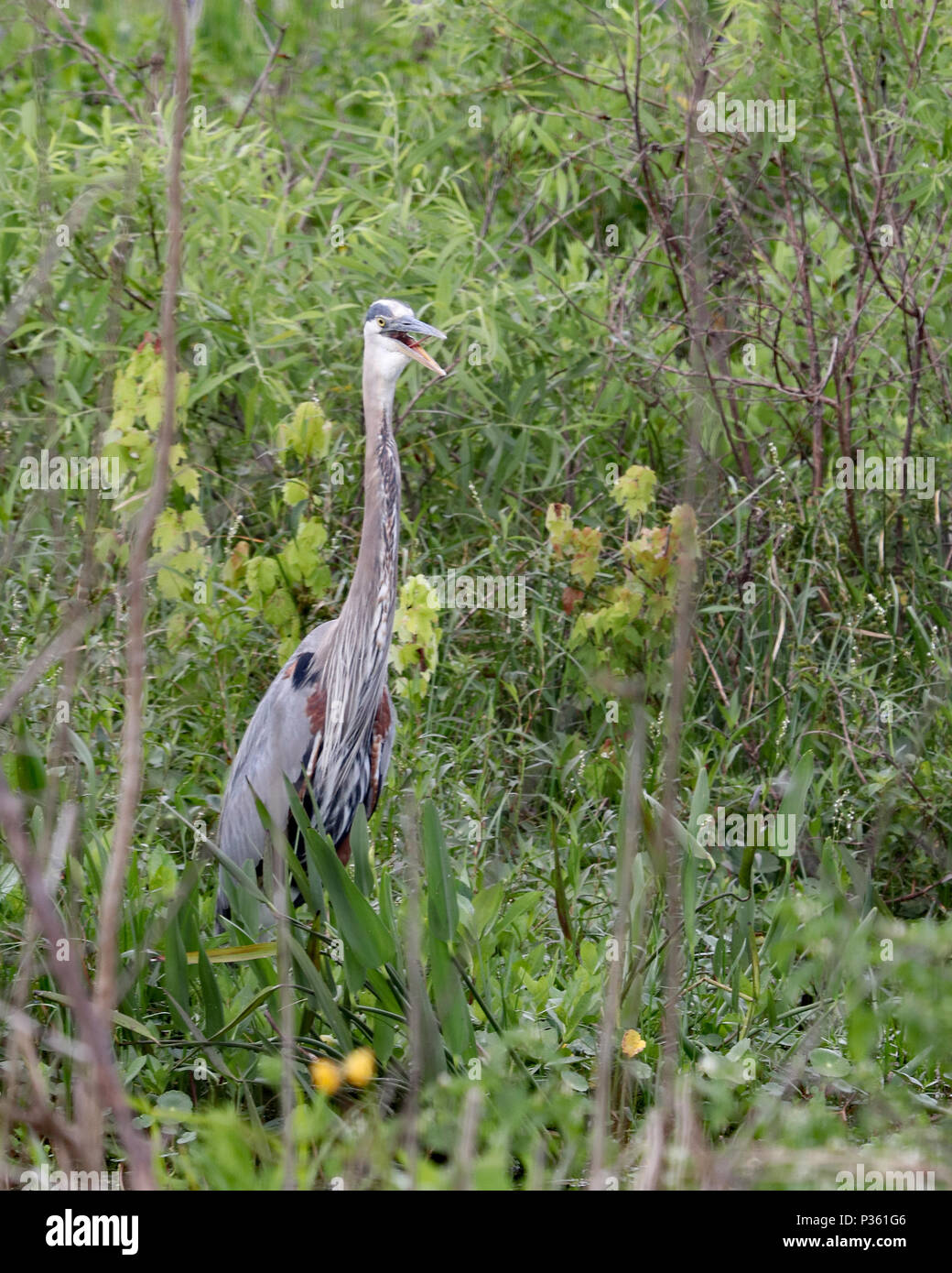 In tall marsh plants hi res stock photography and images Alamy In tall marsh plants hi res stock photography and images Alamy