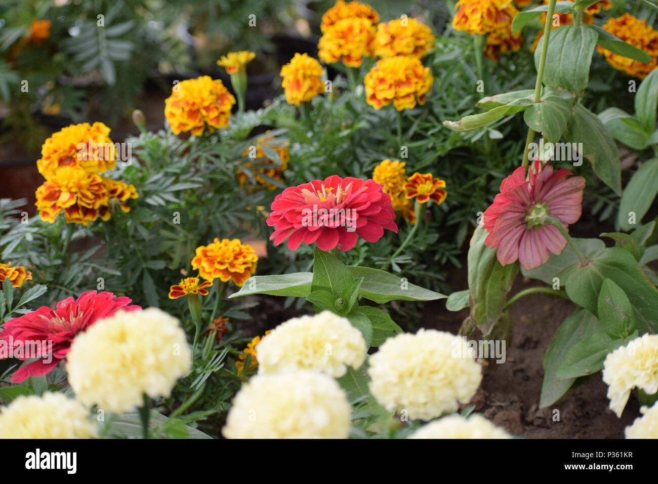 Capturing roses hi-res stock photography and images - Alamy