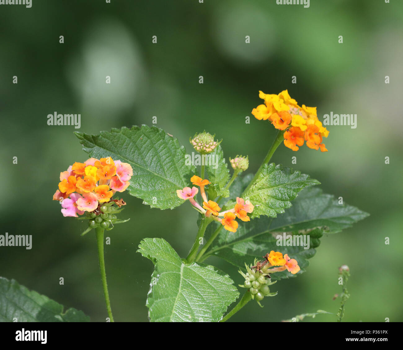 My Image 32