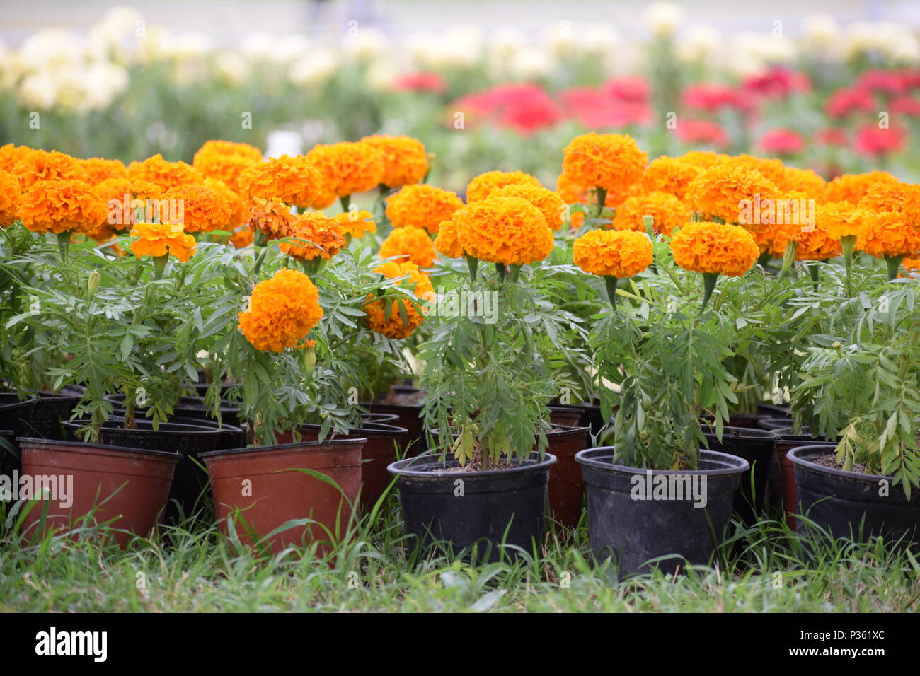 Summer roses hi-res stock photography and images - Alamy