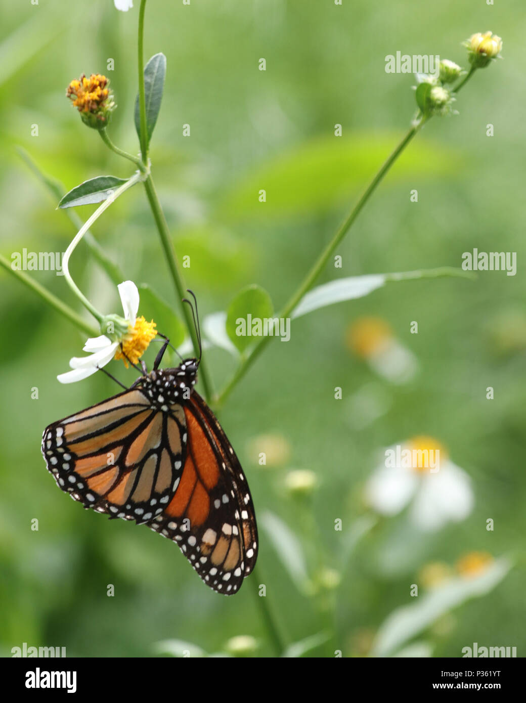 Monarch butterfly (Danaus plexippus) on wildflowers in Florida Stock