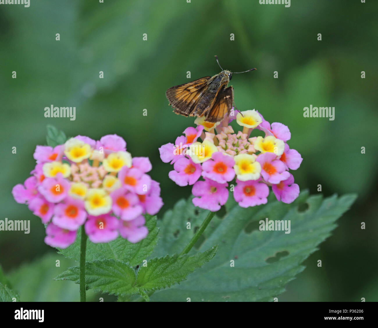 Orange and brown moth on colorful Lantana flowers Stock Photo