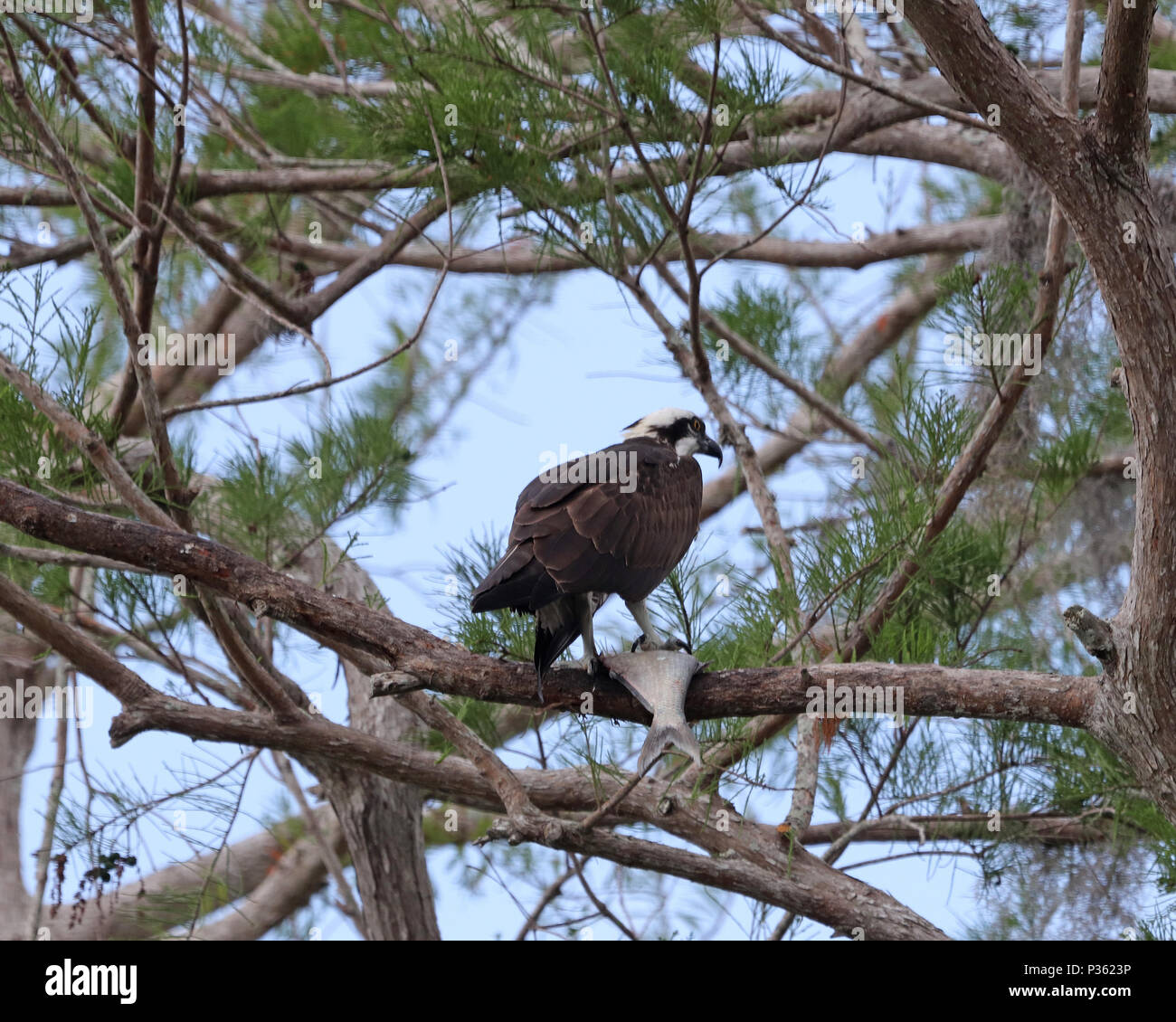 Fish eating raptor hi res stock photography and images Alamy Fish eating raptor hi res stock photography and images Alamy