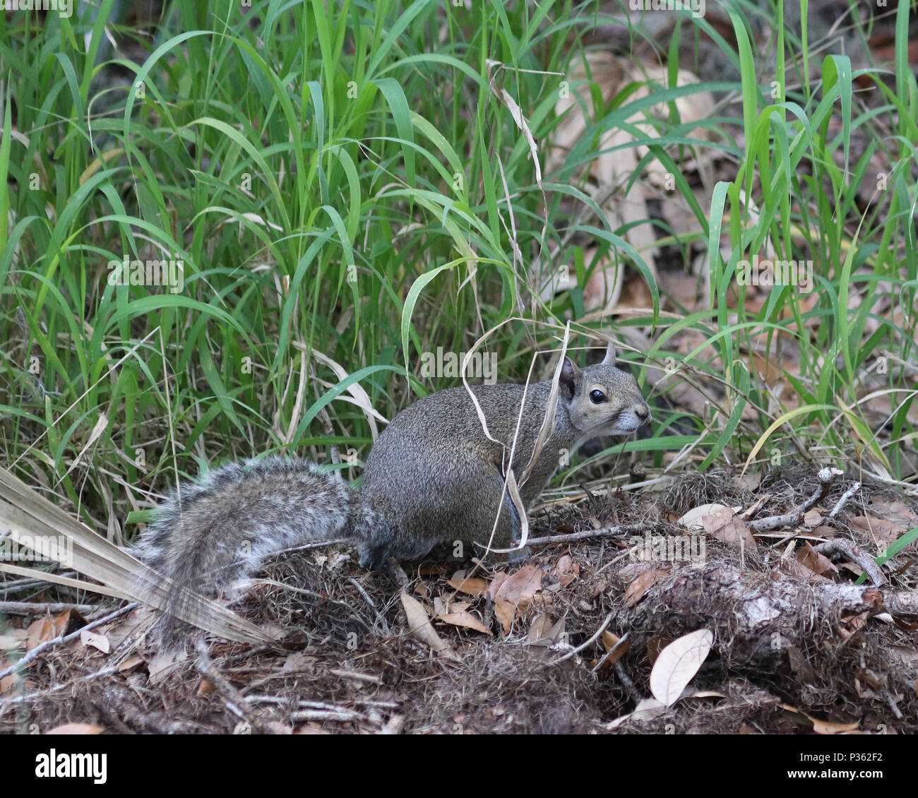 Small Eastern gray squirrel foraging in the grass Stock Photo