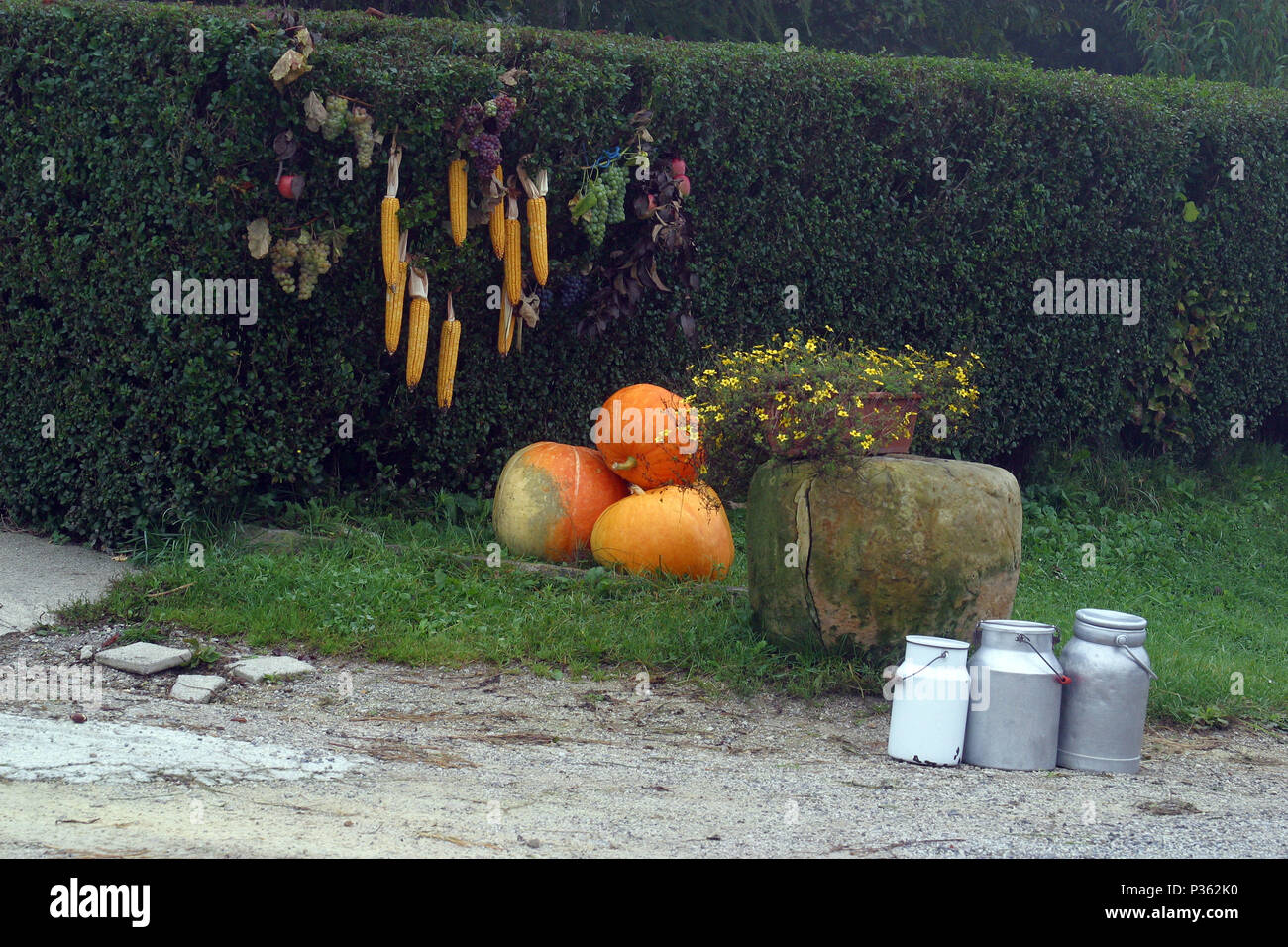 Thanksgiving decorations with pumpkins and corn in front house, Croatia Stock Photo