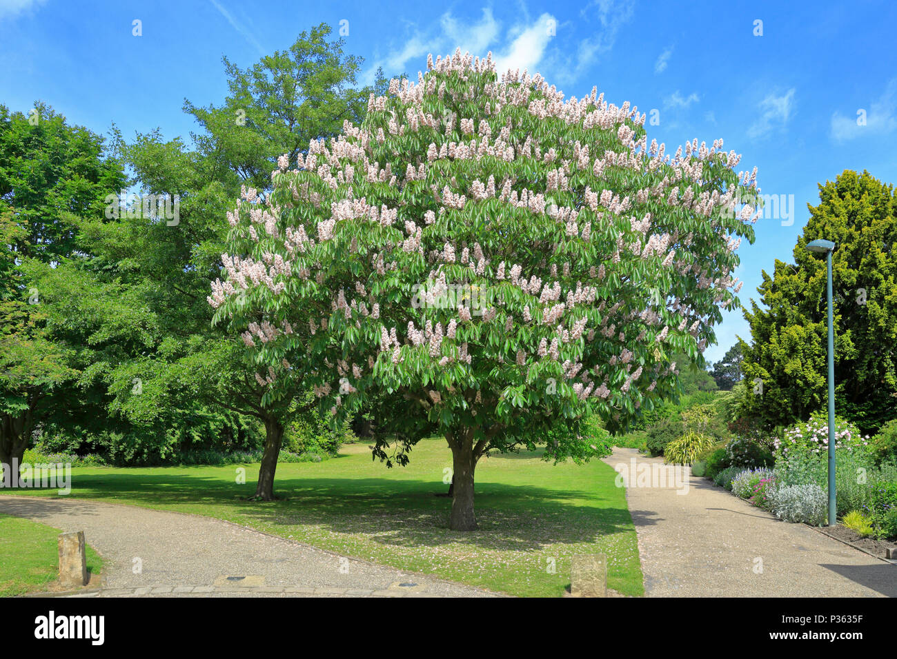 Indian horse chestnut tree, Aesculus indica 'Sydney Pearce' at