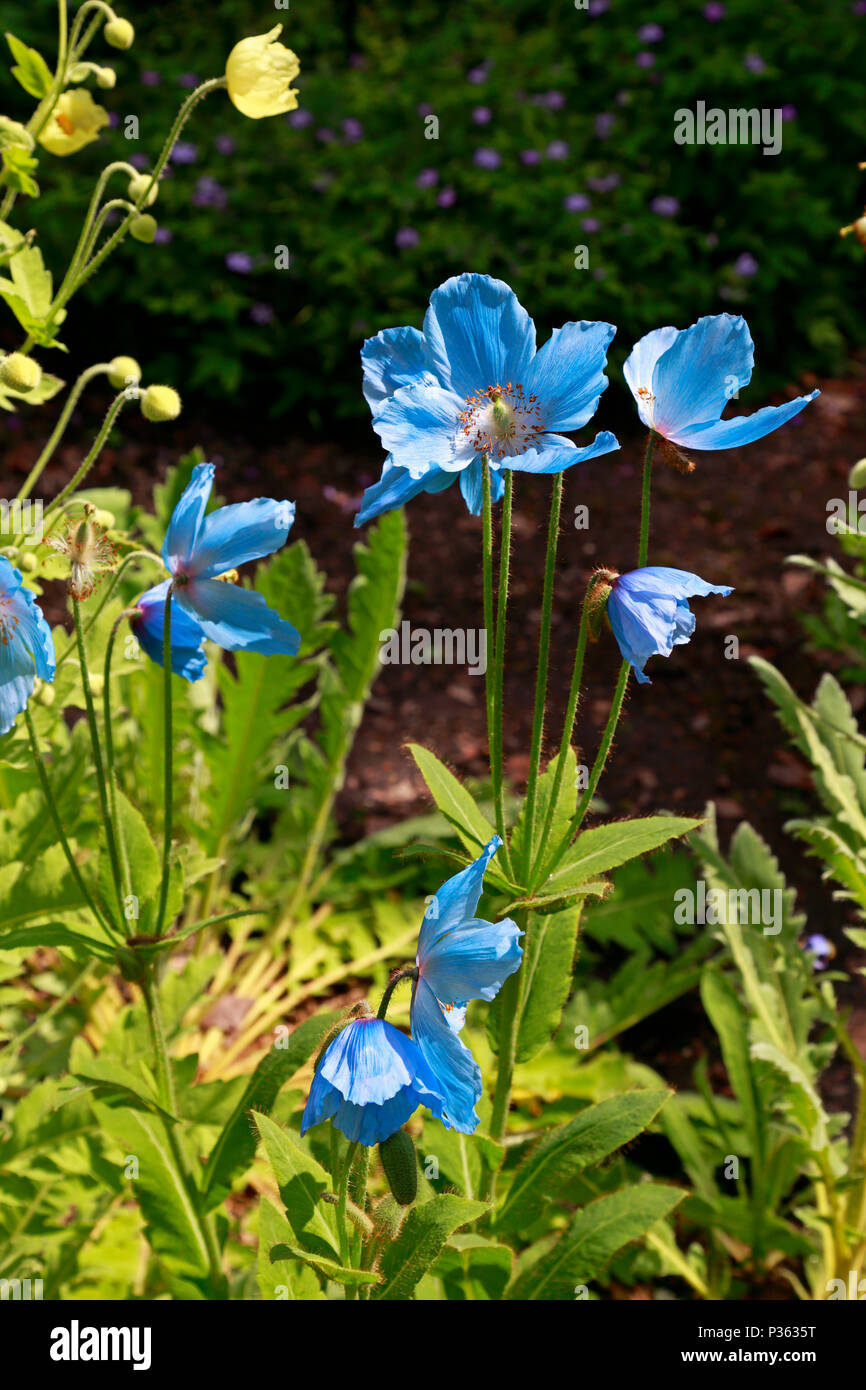 Himalayan poppy, Meconopsis Fertile Blue Group 'Lingholm' flowering in Sheffield Botanical Gardens, Sheffield, England, UK. Stock Photo