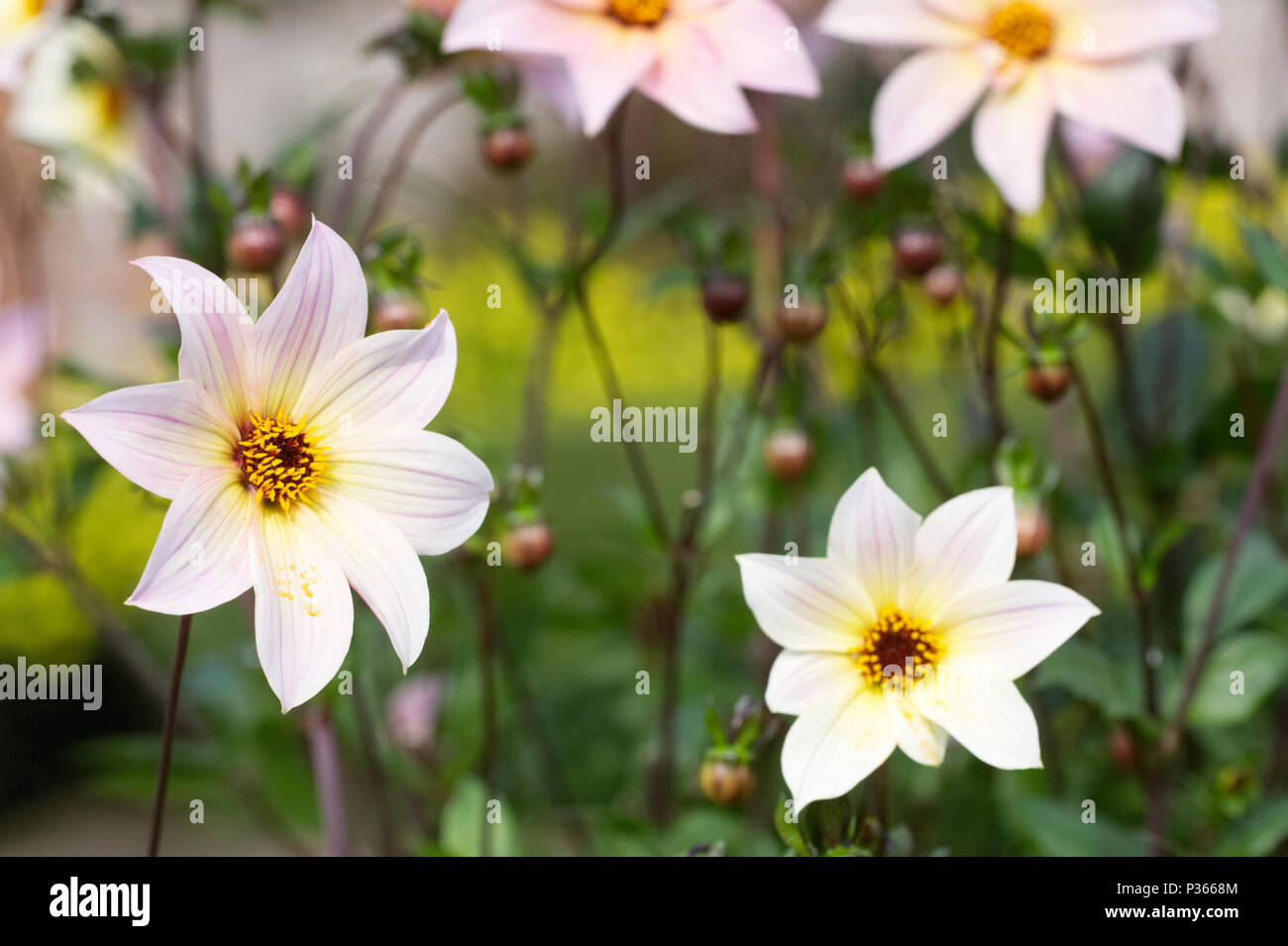 Dahlia 'Ethereal' flowers. Stock Photo