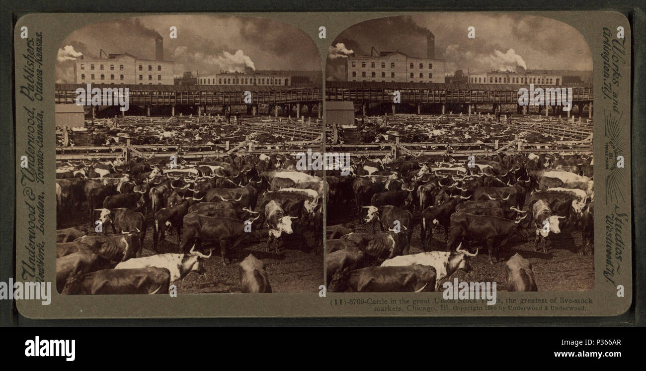 1920s cattle industry hi-res stock photography and images - Alamy