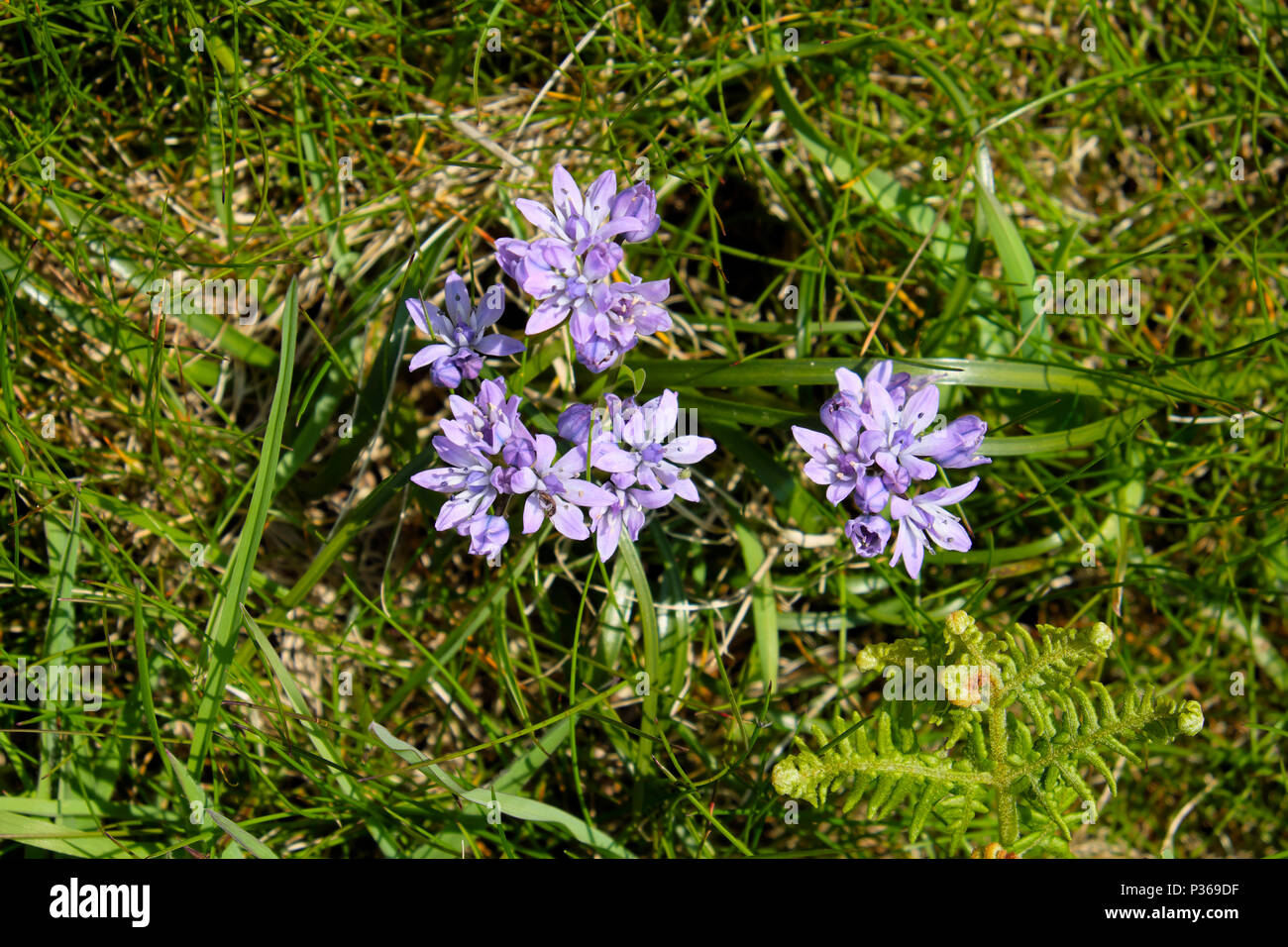 Wildflowers growing by a roadside in Marloes, Pembrokeshire near the Pembrokeshire Coast path in West Wales UK  KATHY DEWITT Stock Photo