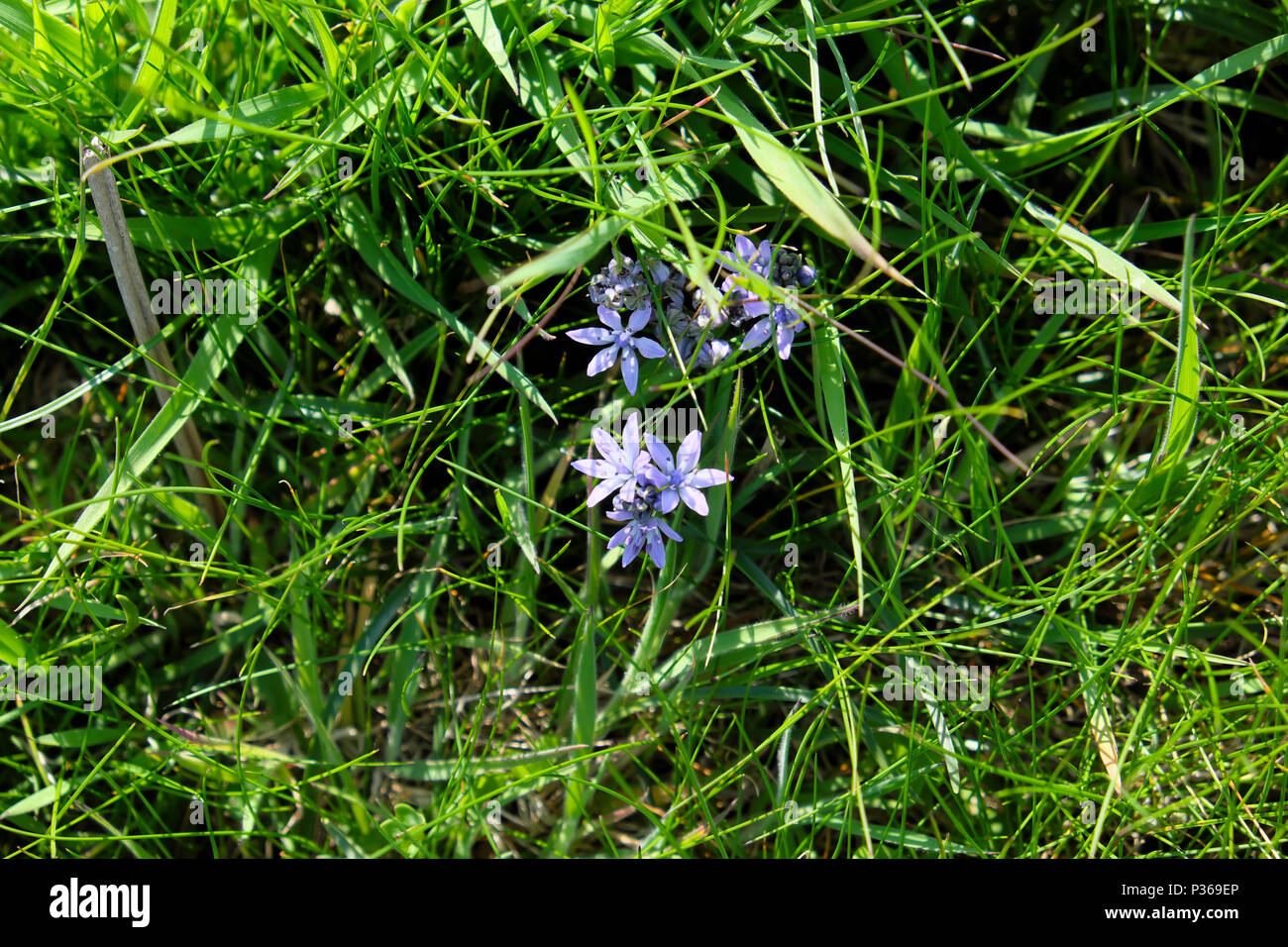 Purple spring squill wild flowers growing in grassy verge by a roadside in Pembrokeshire by Pembrokeshire Coast path in West Wales UK  KATHY DEWITT Stock Photo