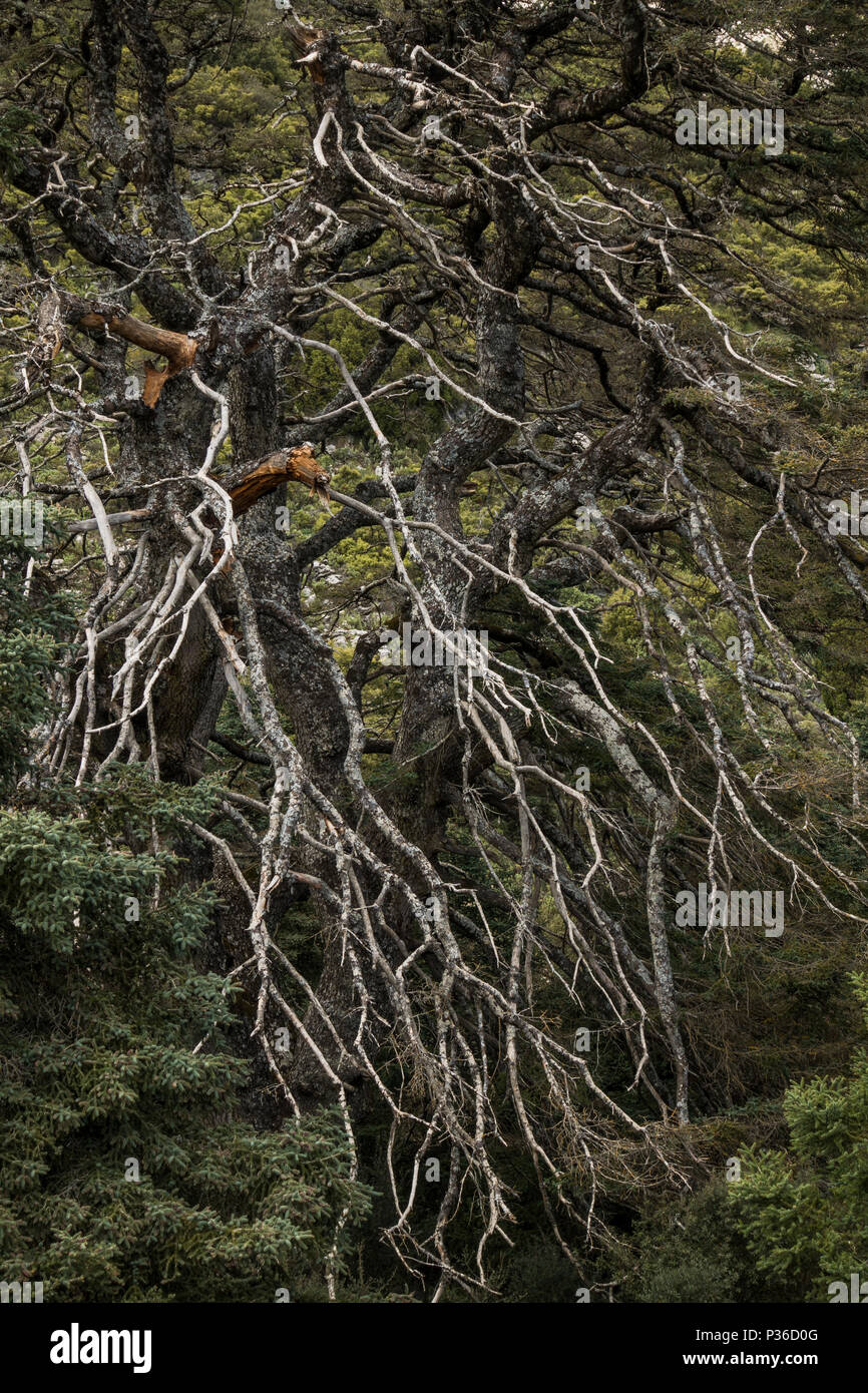 El Pinsapo de La Escaleretas, Abies pinsapo, Natural Monument of spanish fir tree, oldest living fir, Sierra de las nieves, Malaga, Spain. Stock Photo