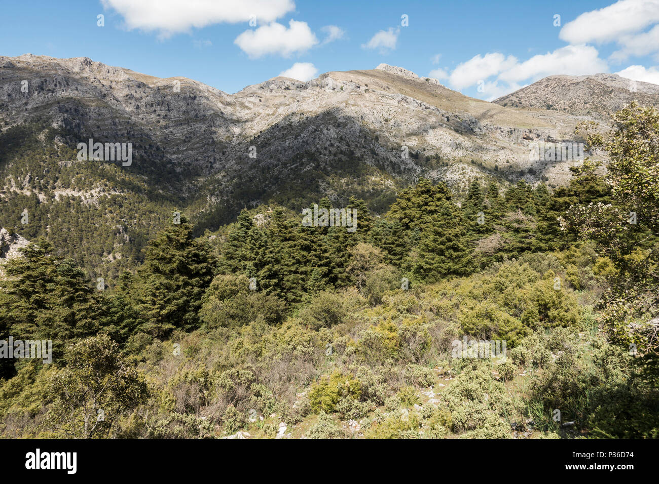 Sierra de Las Nieves, mountains with spanish fir (Abies pinsapo) forest Natural Park, karstic mountain range, Malaga, Andalusia, Spain. Stock Photo