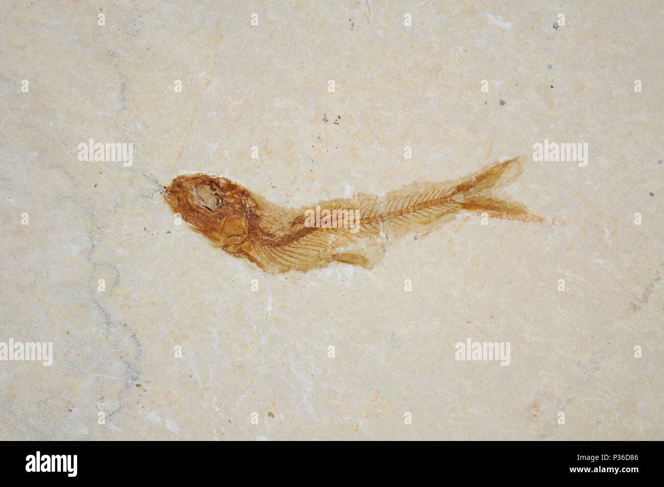 Fossil fish in sedimentary rock. Tertiary period or Cenozoic period. 50 million years. Stock Photo