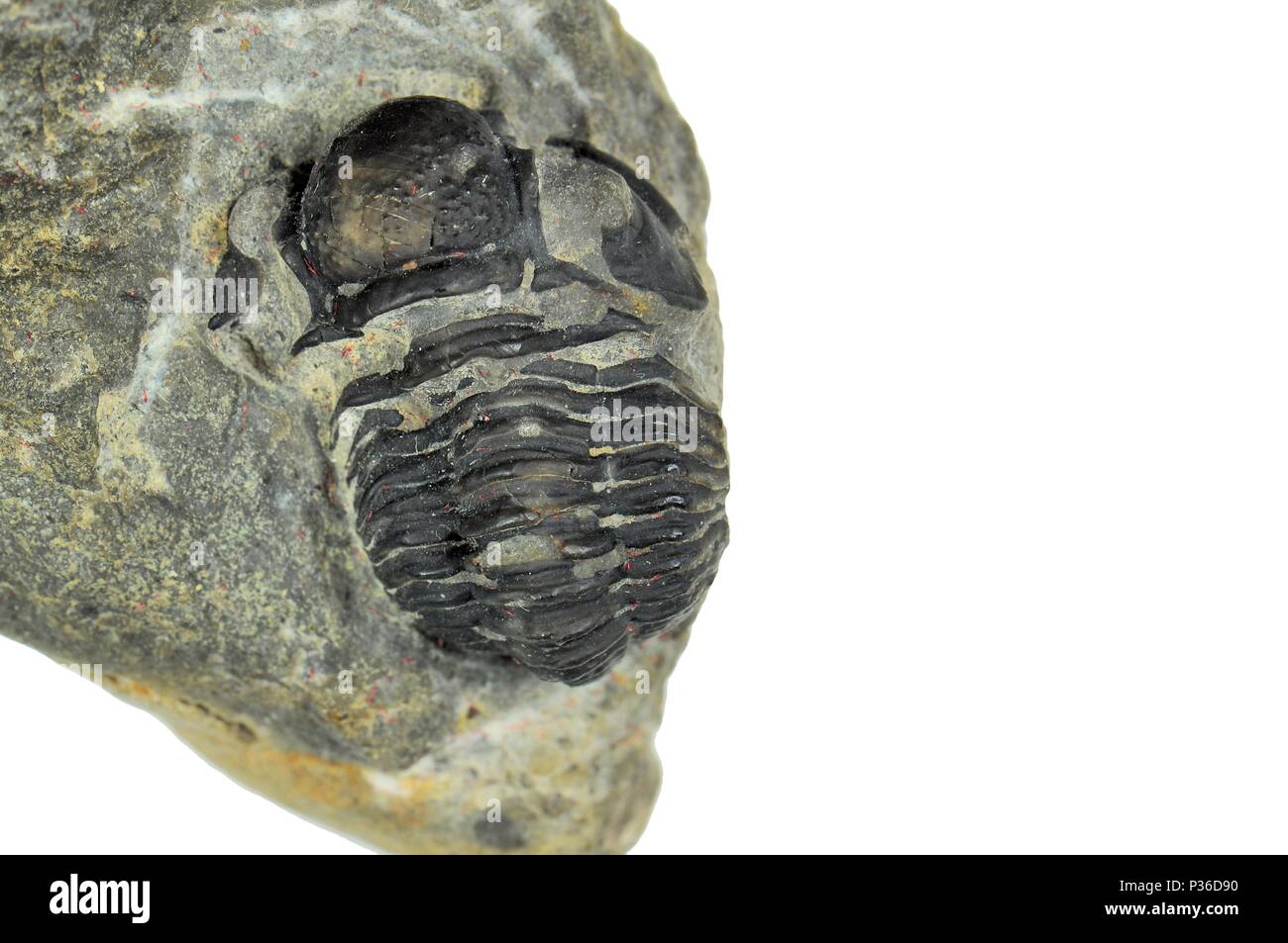 Trilobite fossil. Paleozoic Period. 400 million years Stock Photo Alamy