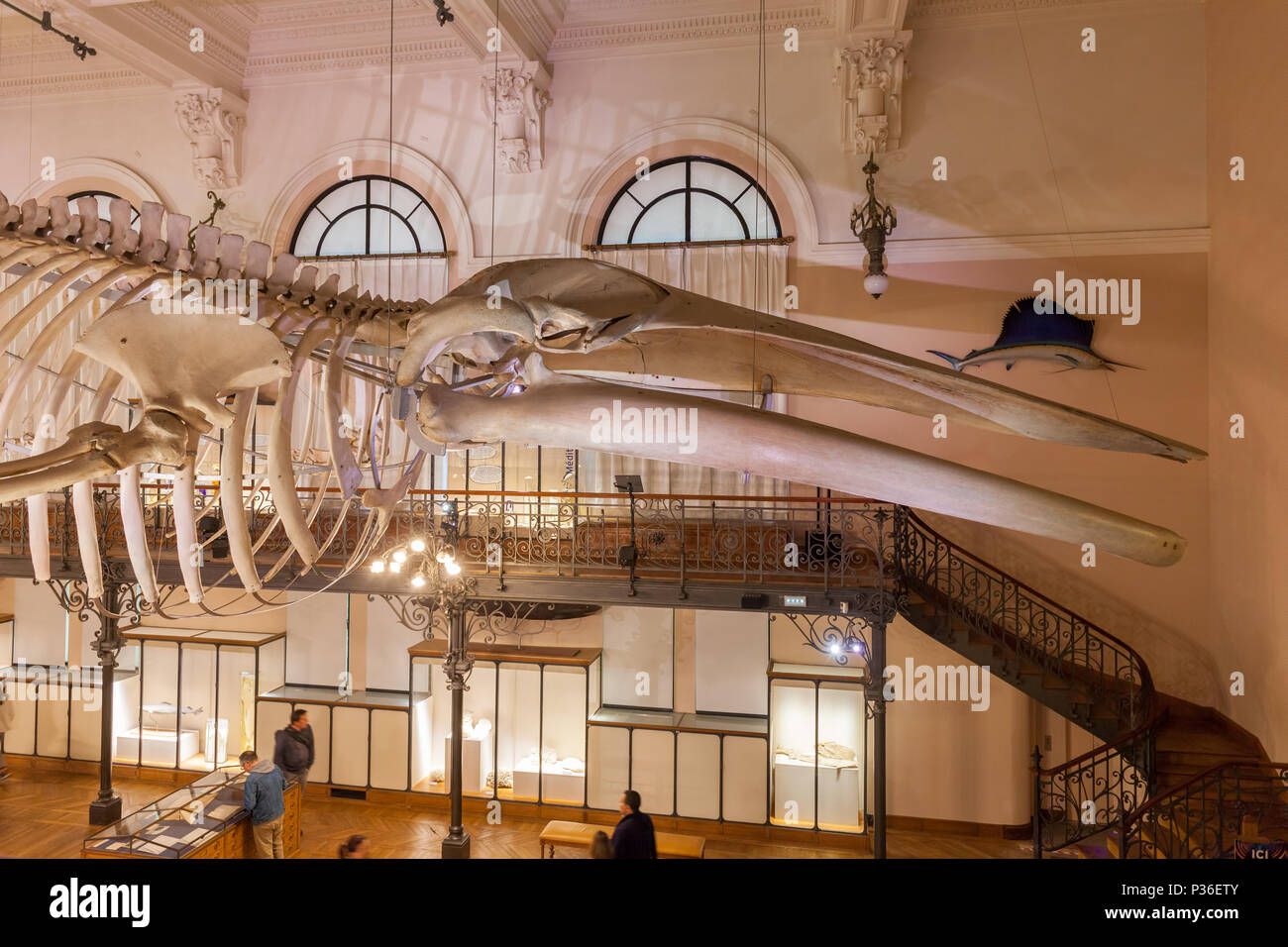 Monaco, Oceanographic Museum (Musee oceanographique) interior, Whale Room Stock Photo