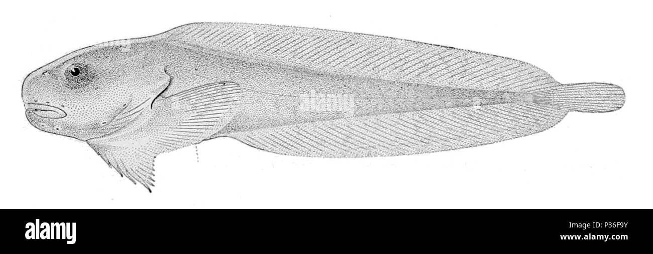 . Careproctus opisthotremus . 1910. United States Fish Commission 2 Careproctus opisthotremus Stock Photo