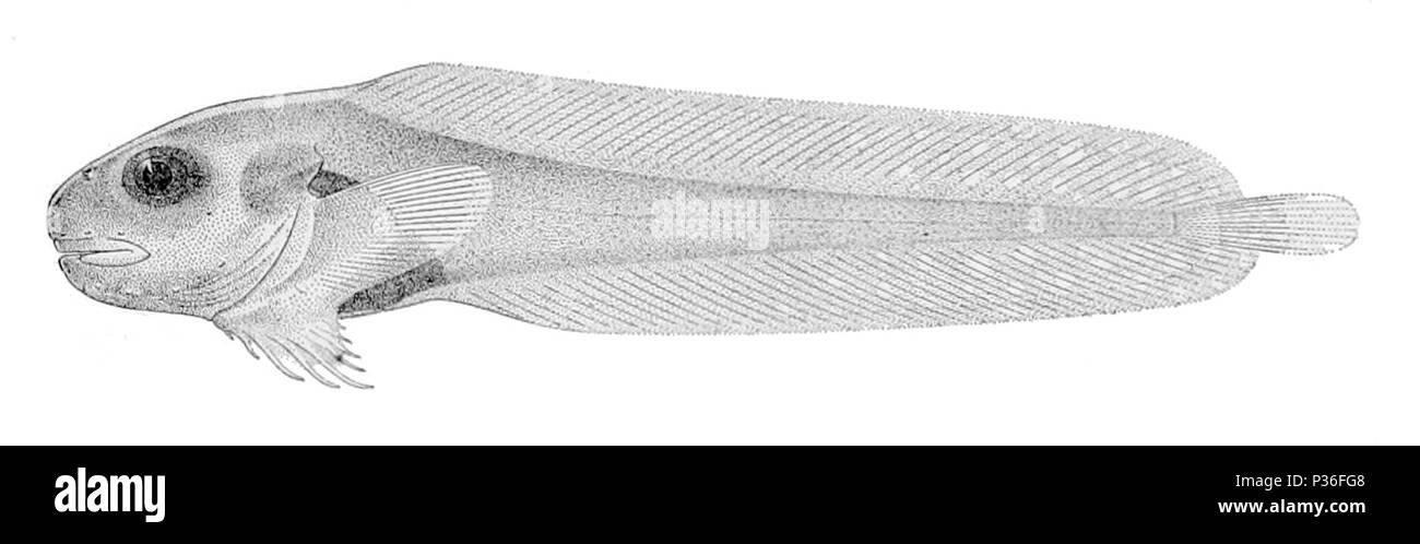 . Careproctus attenuatus . 1910. United States Fish Commission 2 Careproctus attenuatus Stock Photo
