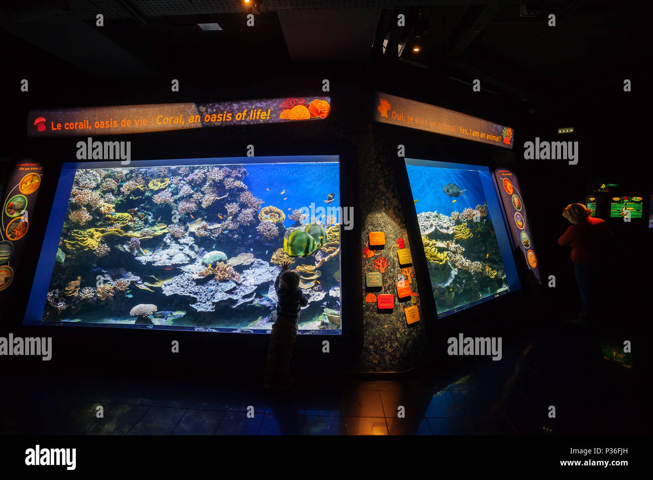 Saltwater fish tank hires stock photography and images Alamy