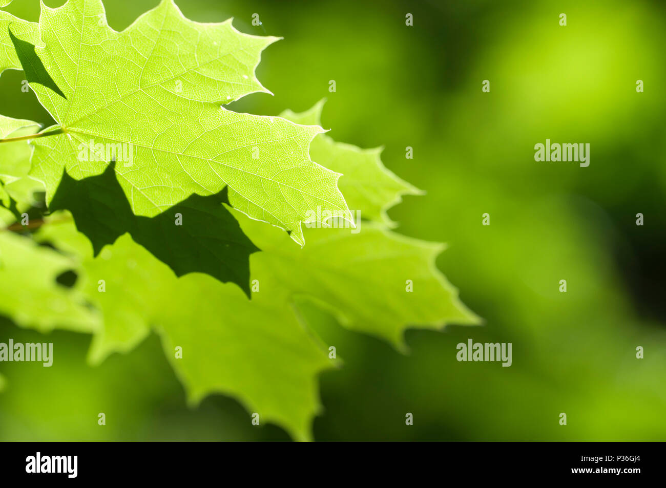 Close up lush green forest hi-res stock photography and images - Alamy
