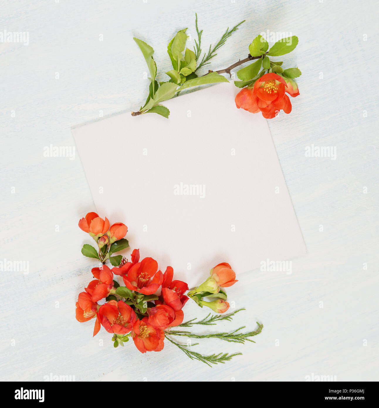 Scrapbook page of wedding or family photo album, frame with red  Chaenomeles japonica flowers and green leaves on light wooden background; top view, f Stock Photo