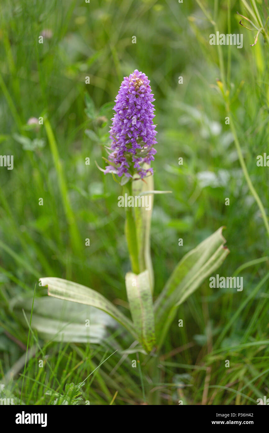 Rare Marsh Orchid - Dactylorhiza incarnata meadow in summer time. Grassland Stock Photo