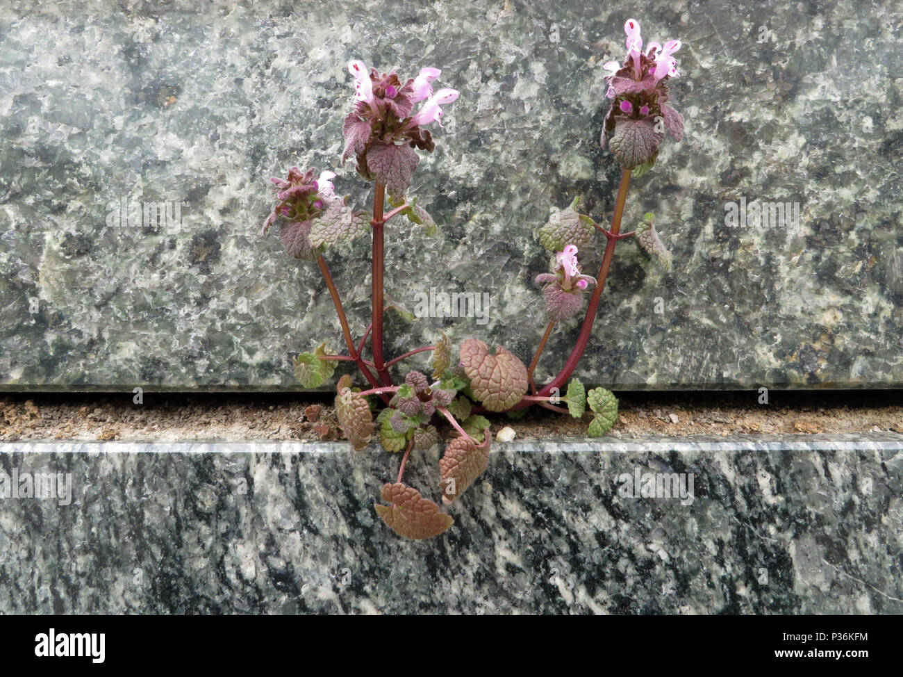 Berlin, Germany, purple plant growing in the crack between two marble slabs Stock Photo