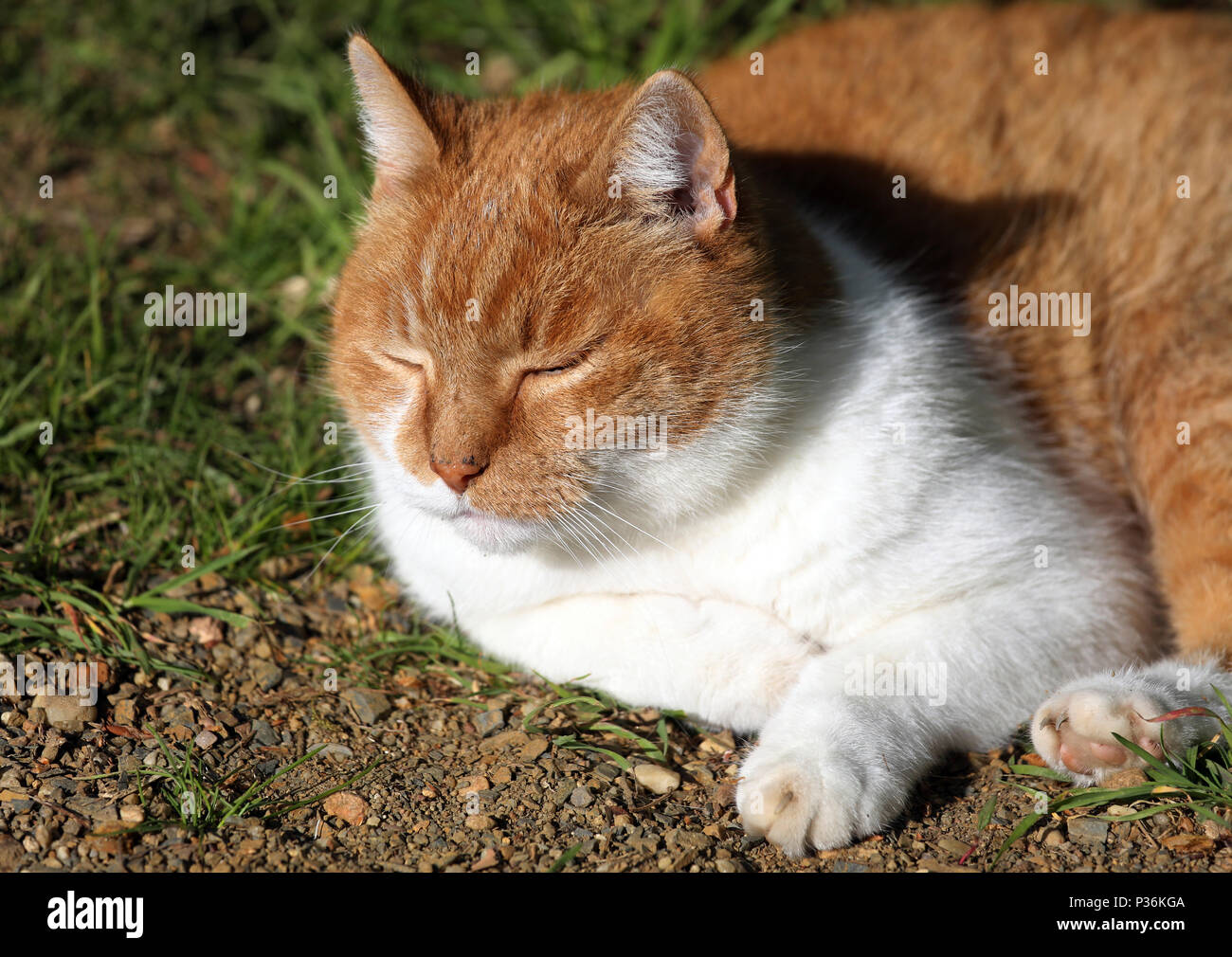 Berlin, Germany, domestic cat is sleeping in the sun Stock Photo