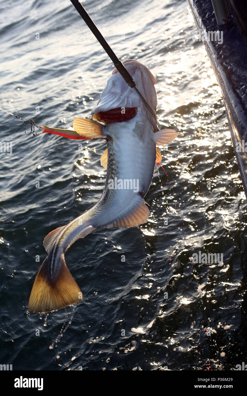 Wismar, Germany, a cod is caught in deep-sea fishing with a hook from the water Stock Photo