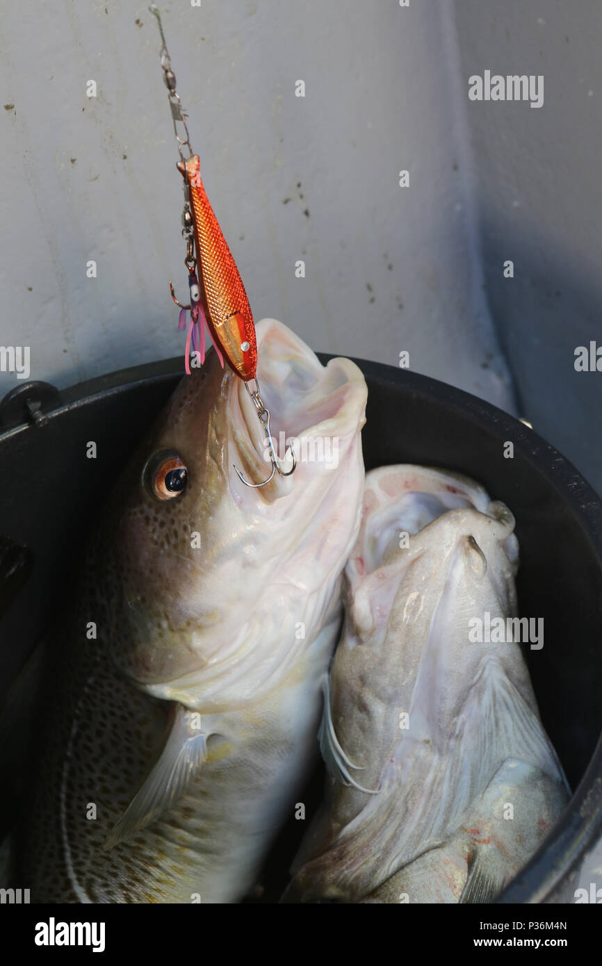 Wismar, Germany, a cod hangs on the hook during deep-sea fishing Stock Photo