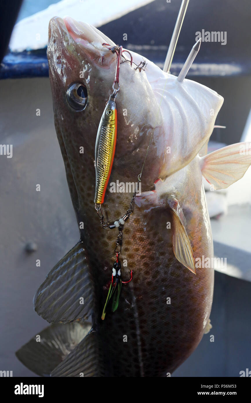 Wismar, Germany, a cod hangs on the hook during deep-sea fishing Stock Photo